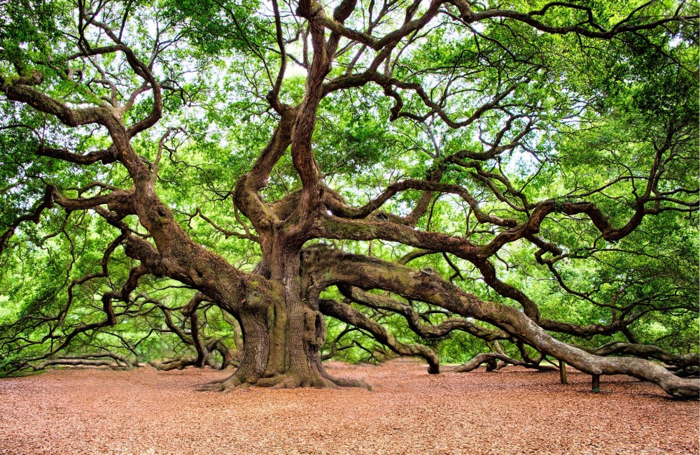 alberi a basso fusto da giardino alberi a basso fusto da giardino